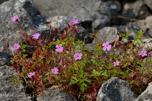 Geranium robertianum (Herb Robert)