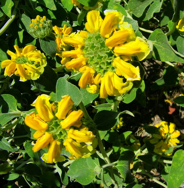 Sauge de Jerusalem ou Phlomis fructicosa