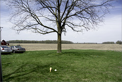 Bat, Ball, and Tree, with cars