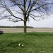 Bat, Ball, and Tree, with cars