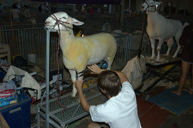 shearing