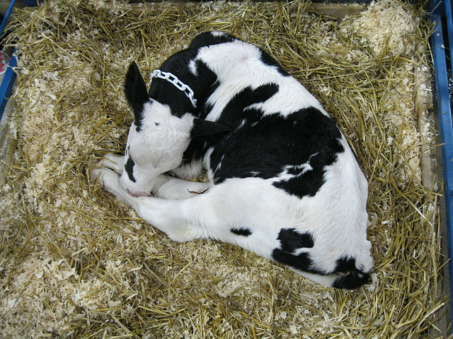 VERY young calf