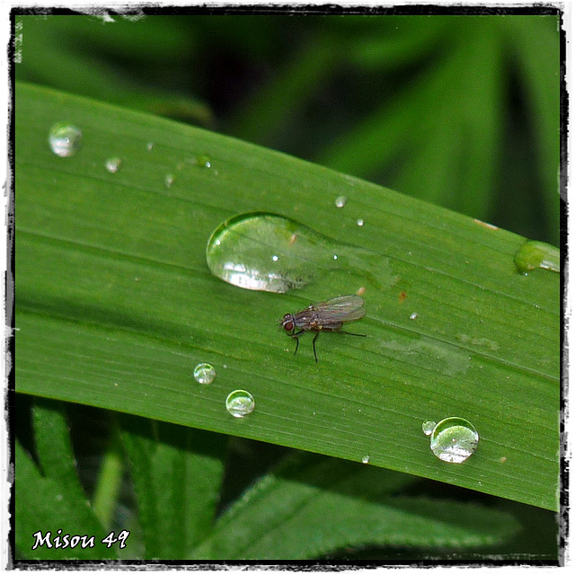 MON JARDIN