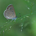20101127-0143 Lesser Grass Blue