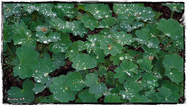 Après la pluie Après la pluie