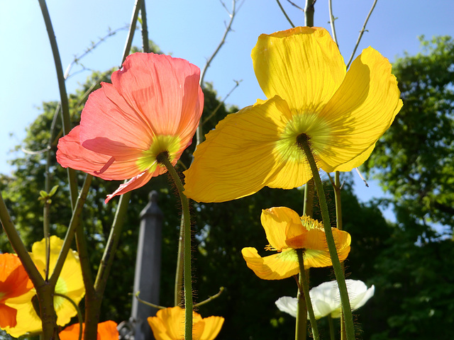 Reaching for the Sun