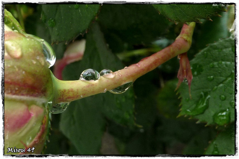 MON JARDIN