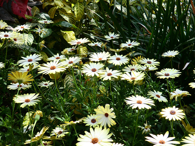 Spring at Longwood Gardens, Kennett Square, PA