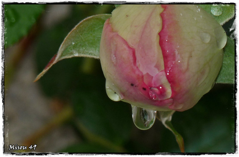 MON JARDIN