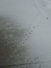 tracks of the disgruntled robin