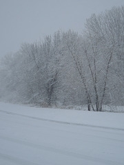 winter trees