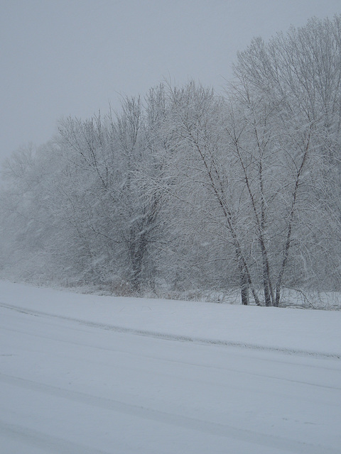 winter trees