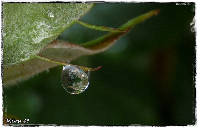 MON JARDIN