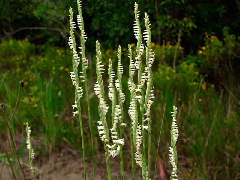 Spiranthes laciniata (Lace-lipped ladies'-tresses orchid)