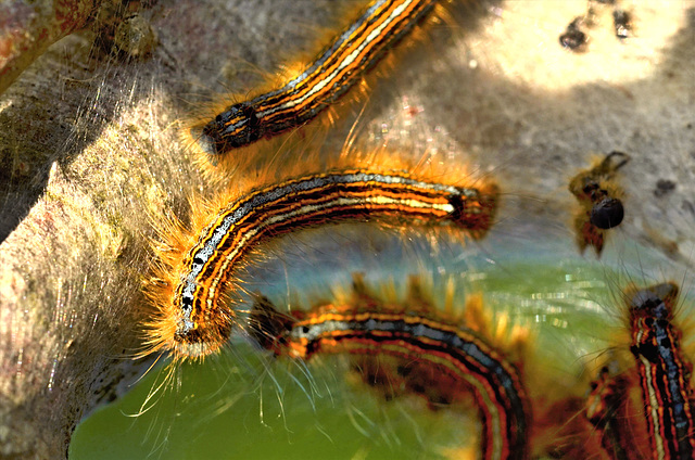 Caterpillars of the Lackey Moth - 1