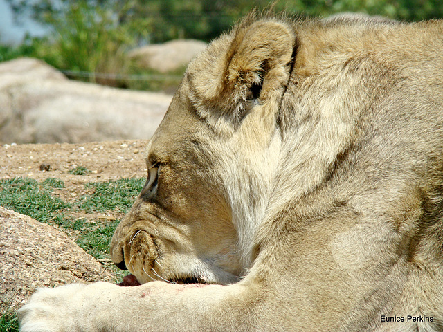 Lioness eating