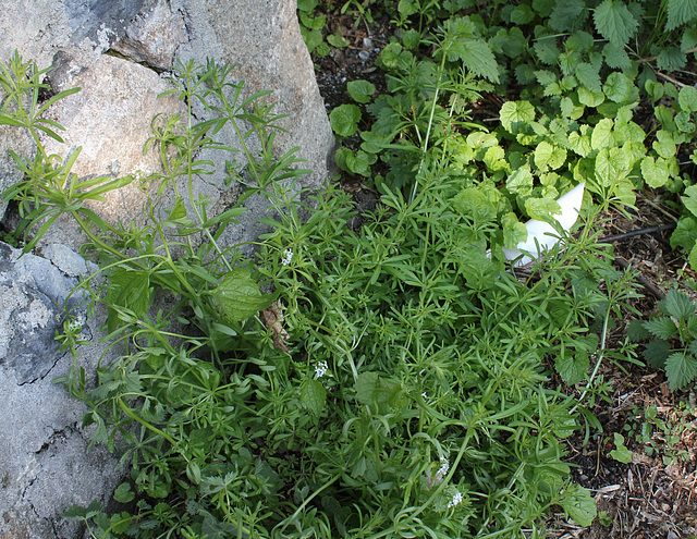 Galium aparine