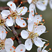 Fleurs de Prunellier