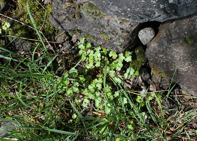 Géranium luisant