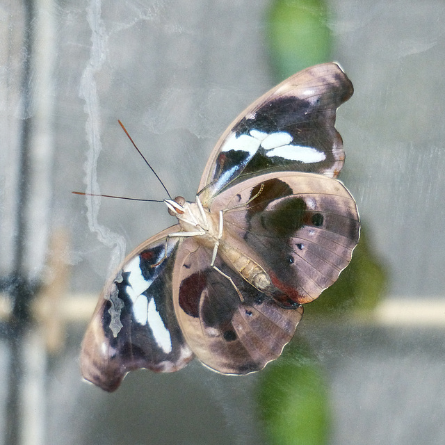 Graecian Shoemaker, female underside