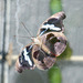 Graecian Shoemaker, female underside