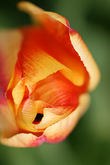 Tulp