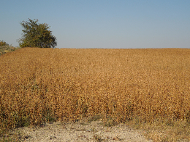 cropscape