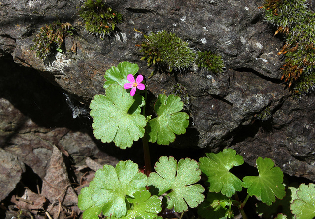 Géranium luisant (4)