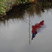 the Chilean flag