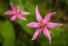 Raining Pink Fawn Lilies