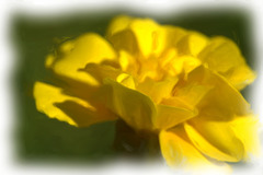 another marigold