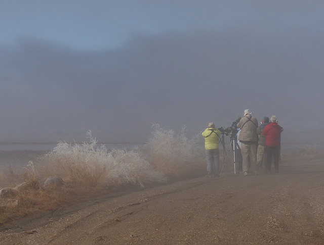 Fog and a touch of hoarfrost