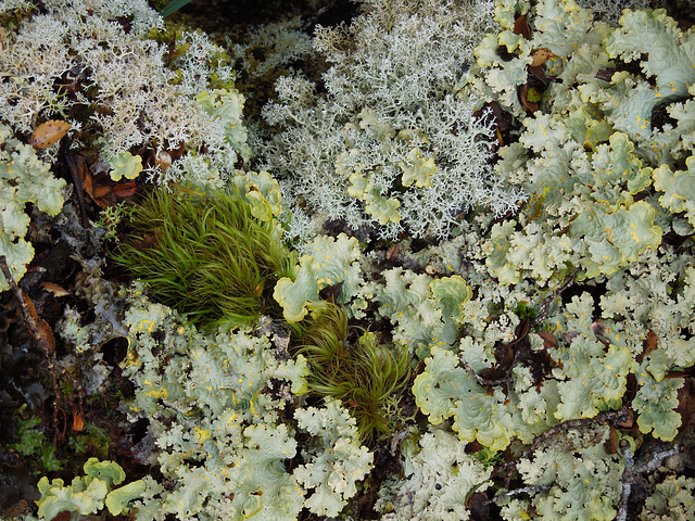 lichen garden