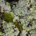 lichen garden