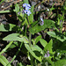 Myosotis des bois (3)