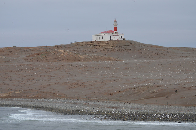 Magdalena Island - penguins and lighthouse