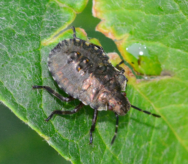 Shield Bug