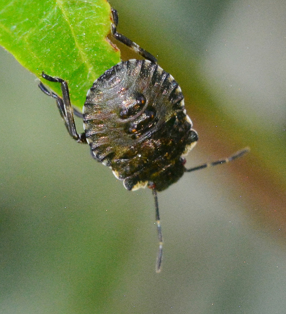 Shield Bug