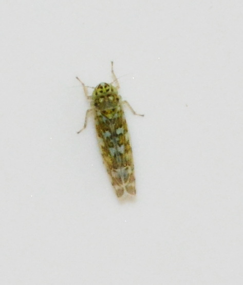 Leafhopper?