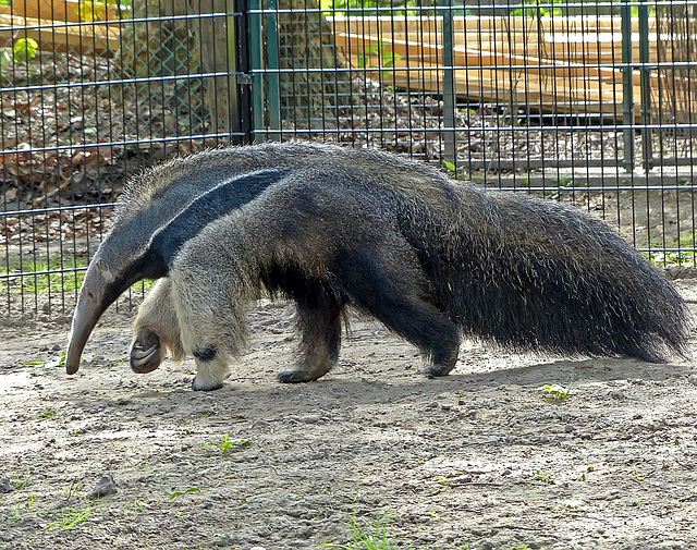 Giant anteater - Grote miereneter - Tamanoir ou fourmilier géant - Grosser Ameisenbär