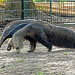 Giant anteater - Grote miereneter - Tamanoir ou fourmilier géant - Grosser Ameisenbär