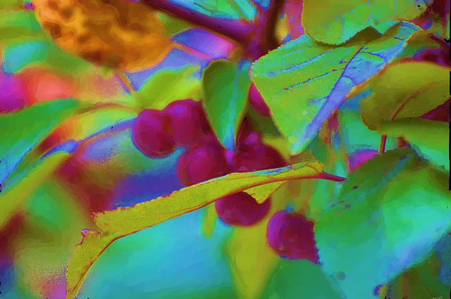 crabapples ii