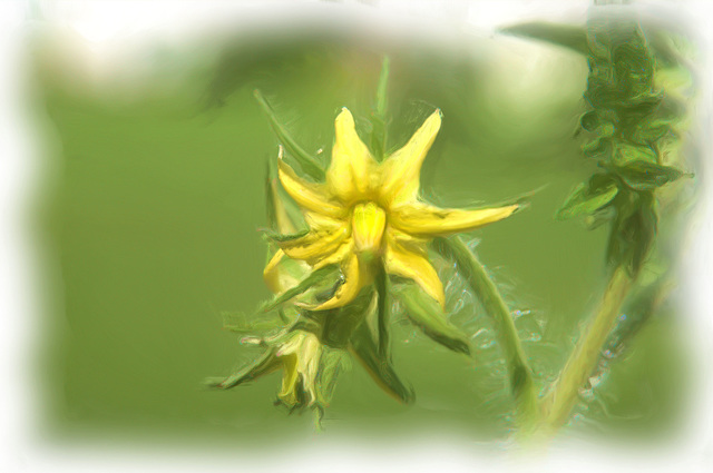 the tomatoes are slow this year