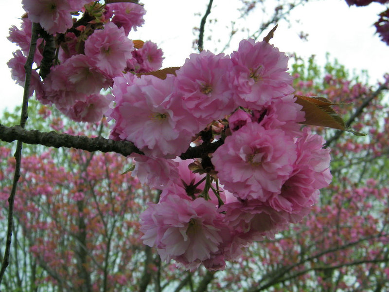 Les pompons roses