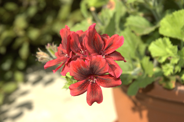 geranium and bokeh