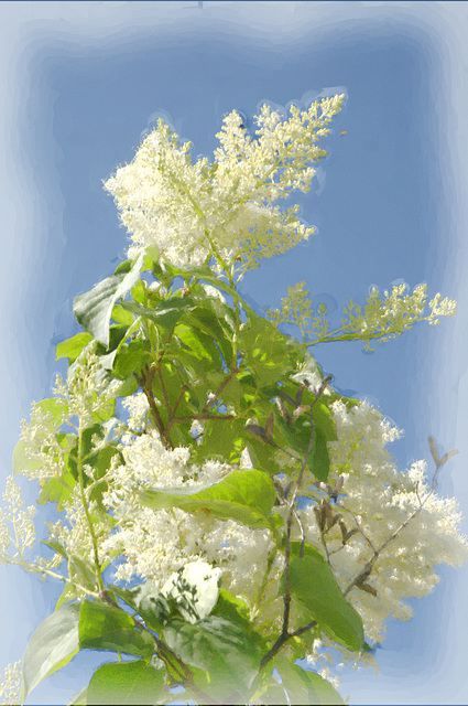 Japanese lilac