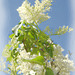 Japanese lilac