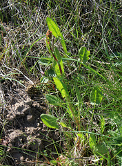 Rumex acetosa