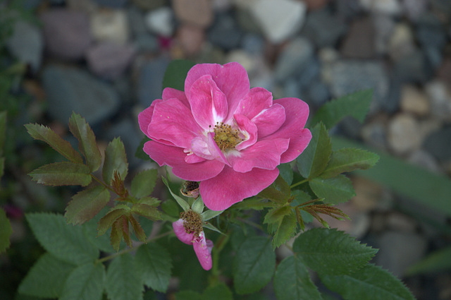 climbing rose