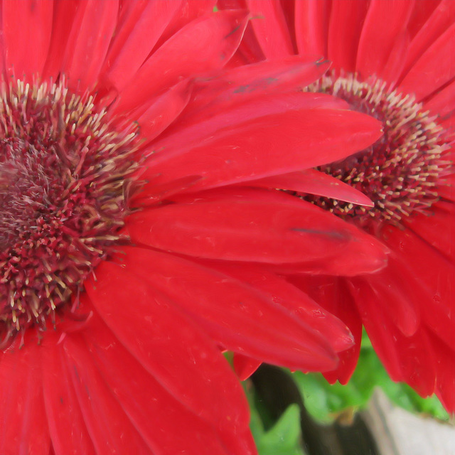 gerbera daisies